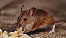 24 Hour & Emergency Exterminators in West Warwick, RI